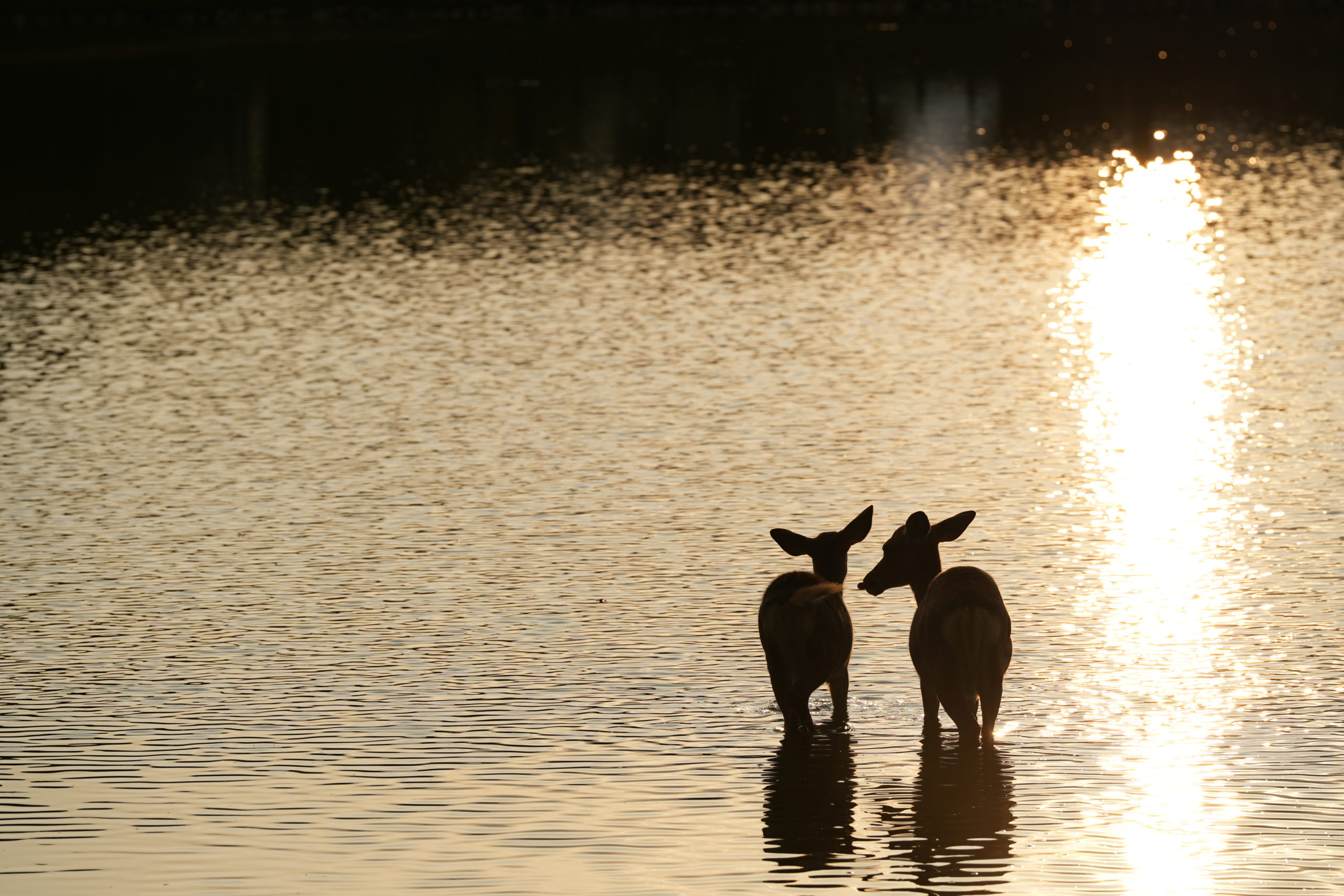 奈良公園の大仏池